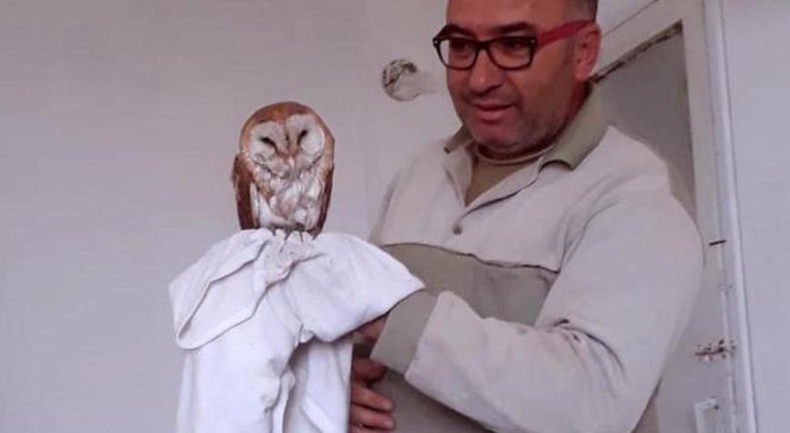 Havuza düşen baykuş kurtarılıp doğal ortamına bırakıldı