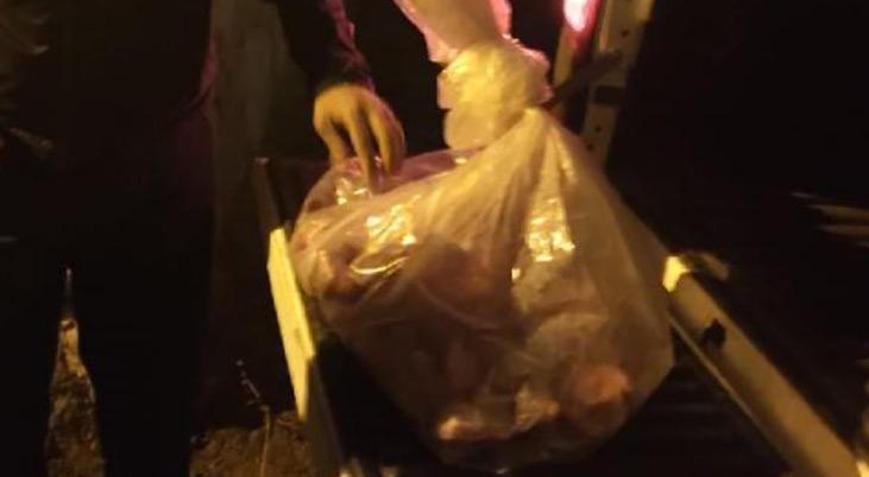 Şemdinlide yaban keçisi avına 250 bin lira ceza