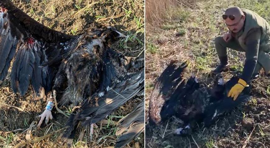 Uydu vericili kara akbaba, Çatalcada silahla öldürüldü