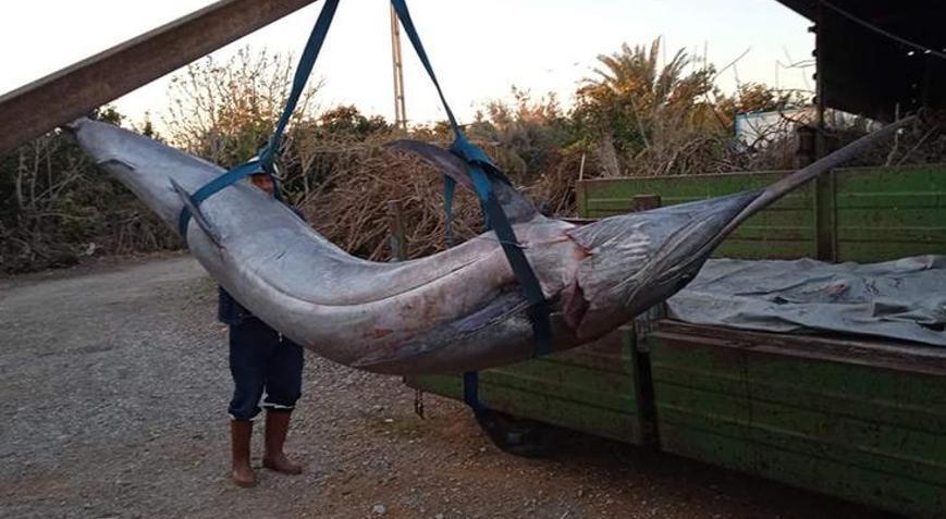 Adanada balıkçılar, 274 kiloluk Blue Marlin yakaladı