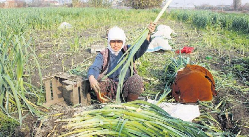 Ovalarda sebze baskın çıkıyor
