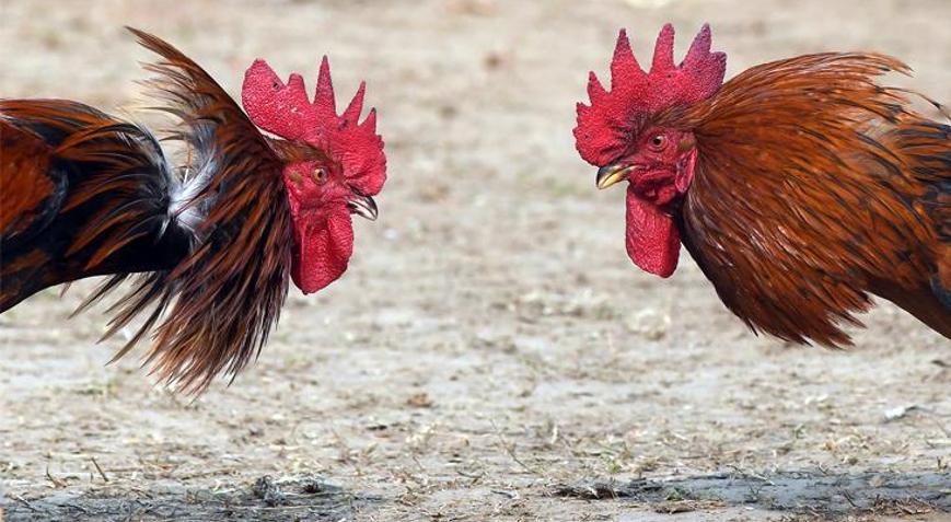 Kanlı festival 2 kişi bıçaklı horozlar tarafından öldürüldü