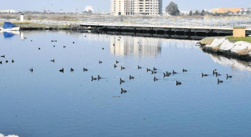 Kirlilik ve avcılık yuvaları vurdu