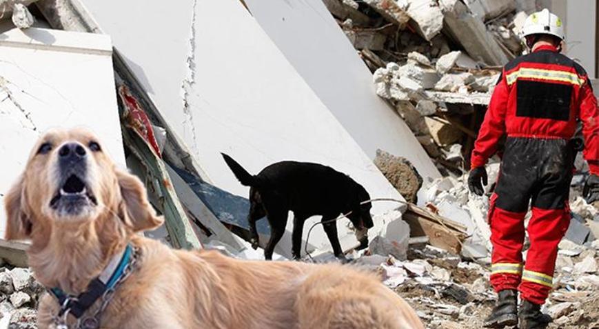 Enkazdan hayat kurtaran köpeklerin sırrı Hiçbir teknoloji önüne geçemiyor