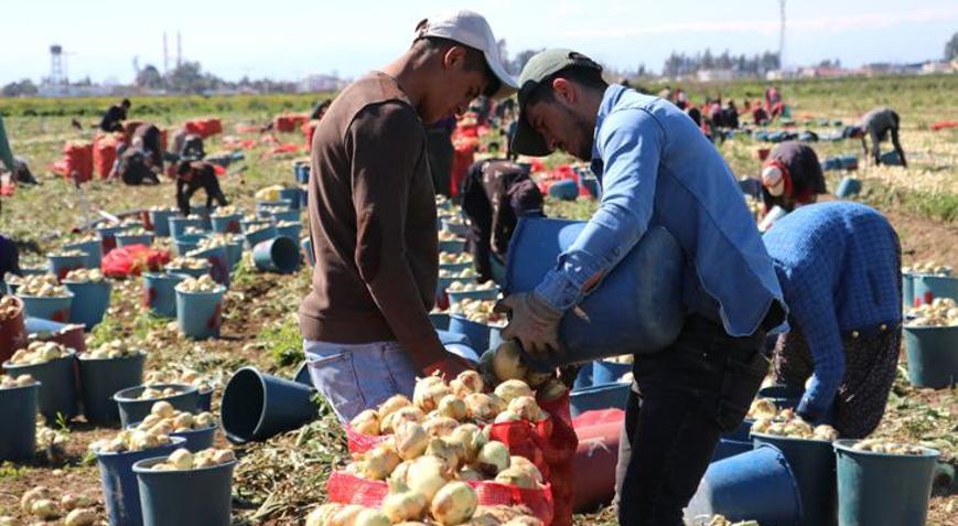 Bu yıl iki kat ekildi: Turfanda soğan hasadı başladı, fiyatı düşmeye başlayacak