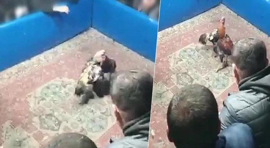 Hayvanları koruma derneğine horoz dövüşü baskını