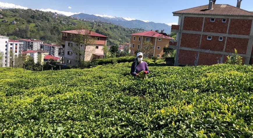 Doğu Karadenizde 2023 yılı yaş çay sezonu hazırlıkları başladı