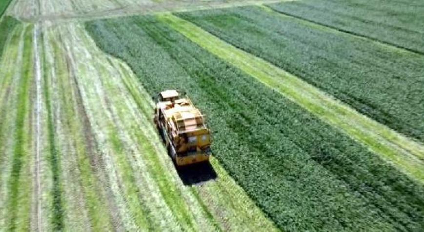 Ispanak, üreticinin yüzünü güldürdü