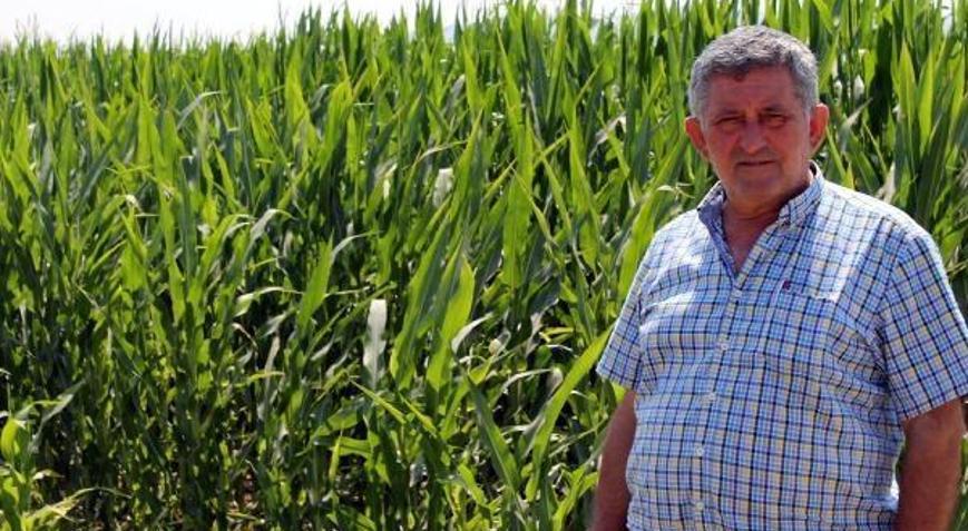 Yenişehirli çiftçiler, şeker mısır fiyatlarından umutlu