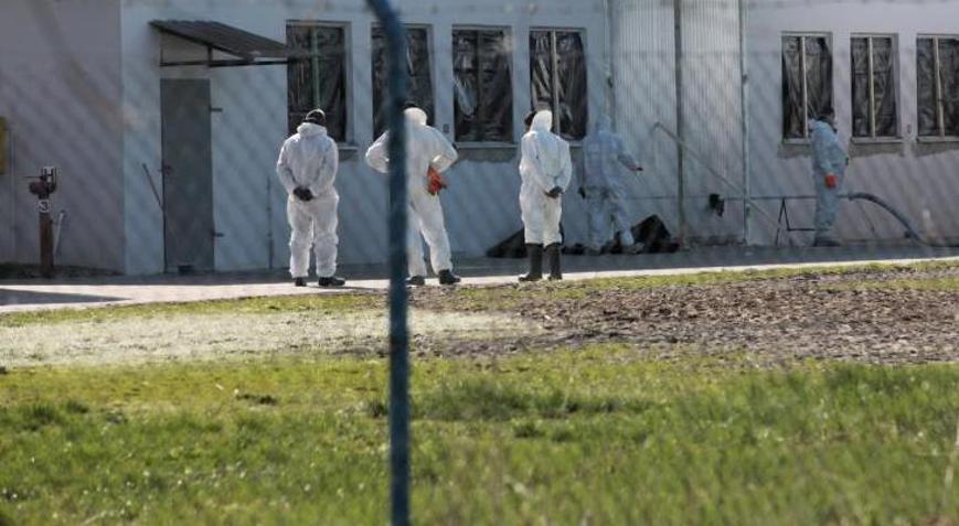 Polonyada kuş gribi alarmı Yasak geldi binlerce ördek itlaf edilecek