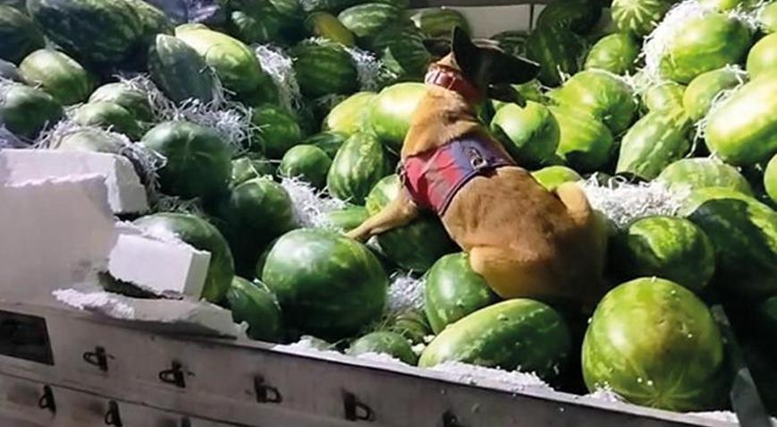 Karpuz yüklü TIRda 62,5 litre sıvı metamfetamin ele geçirildi