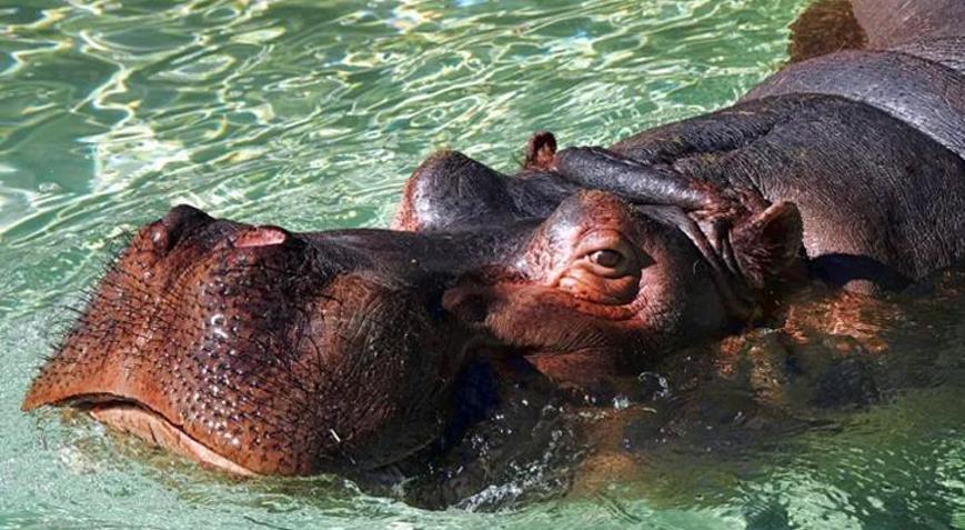 Tekneye su aygırı saldırısı: 1 bebek öldü, 23 kayıp