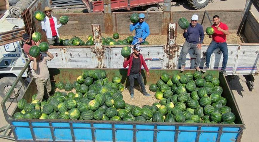 Tescilli Adana karpuzunda hasat başladı - Son Haberler - Milliyet