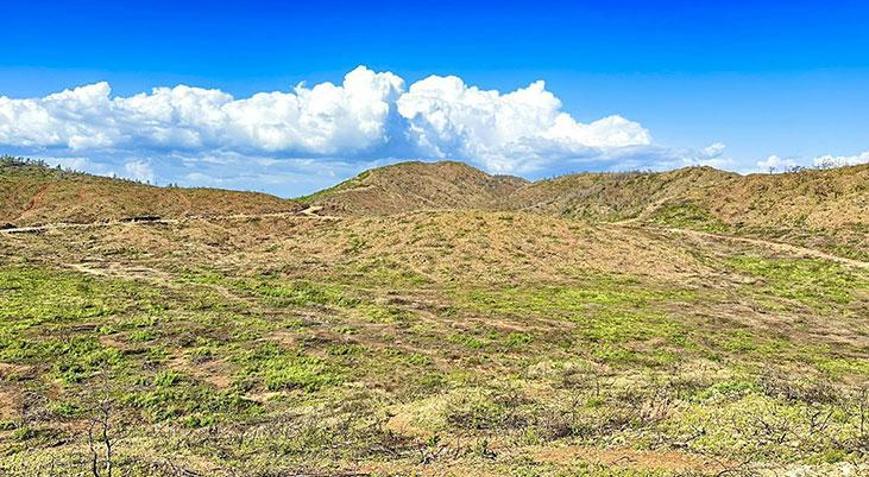 Marmariste yanan alanlar yeşillenmeye başladı