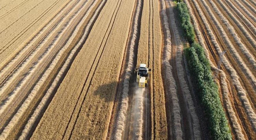 Depremin vurduğu Hatay Amik Ovasında buğday hasadı başladı