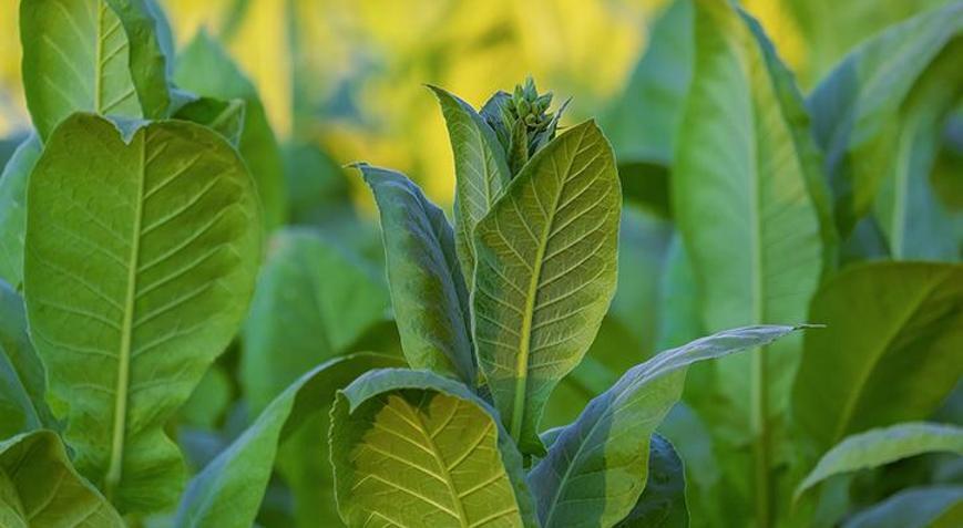 4 milyon hektara tütün ekiliyor