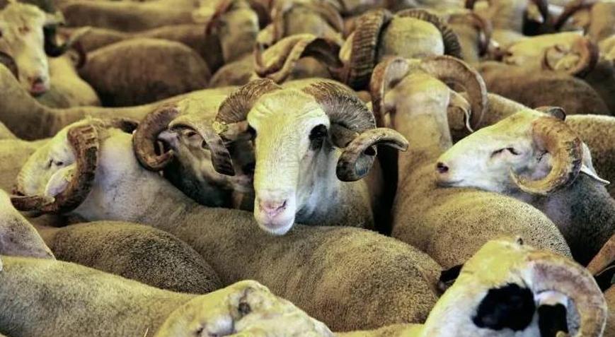 Küçükbaşa büyük talep