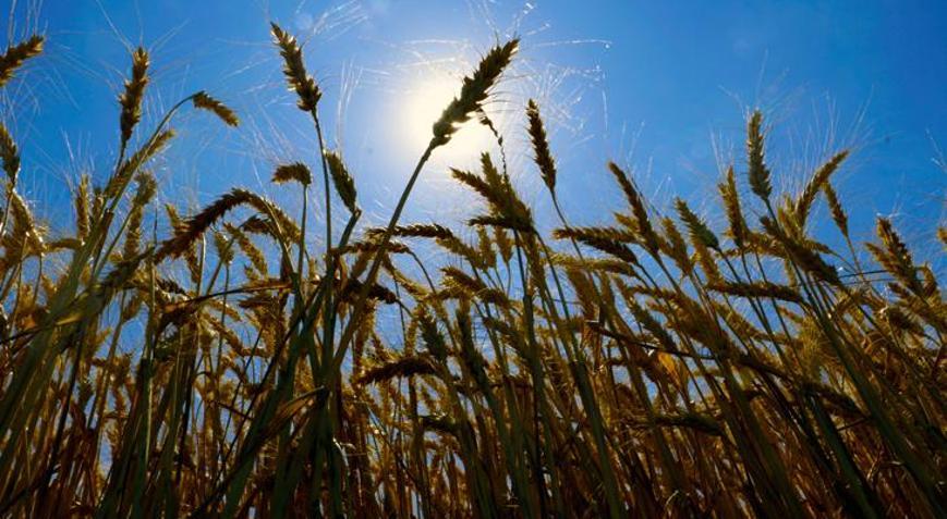 Diyarbakır buğdayında rekolte hedefi 1 milyon 200 bin ton