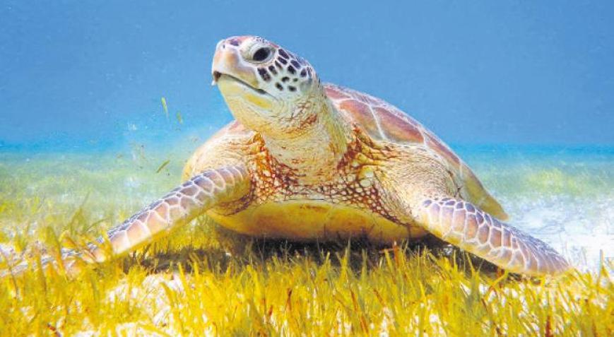 Tatilcilere caretta uyarısı: ‘Dokunmayın uzaktan sevin’