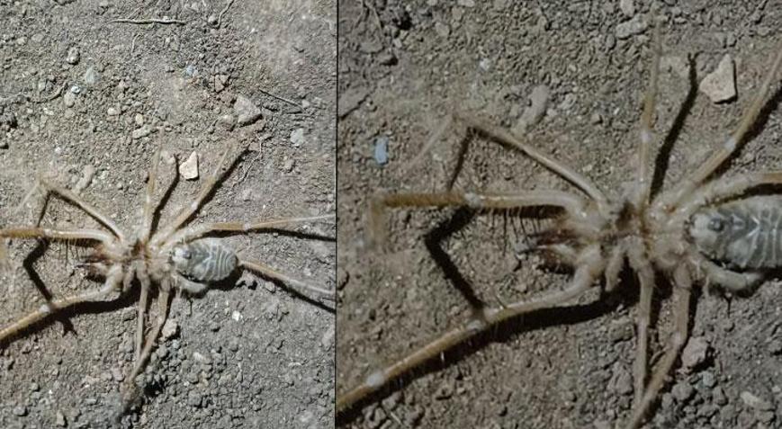 Elazığ’da et yiyen Sarıkız örümceği görüldü