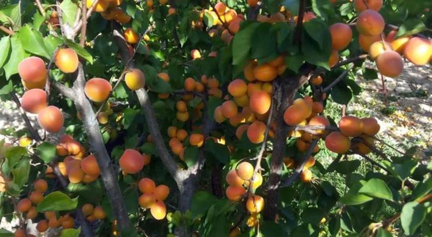 Mersin’de sofralık kayısı sezonu sona erdi