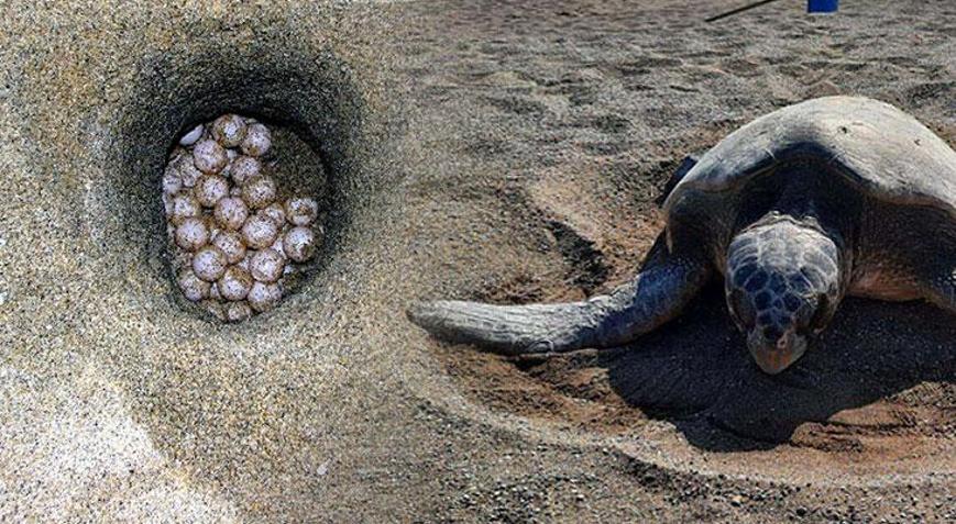 Carettalar rekor kırıyor; yuva sayısı 500e ulaştı