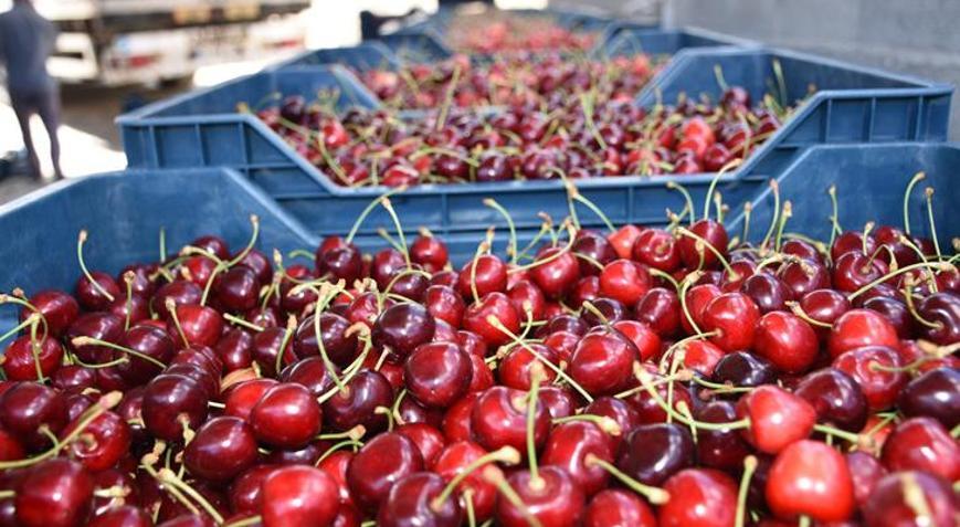 Niğdenin ihraç edilen kirazının hasadı başladı