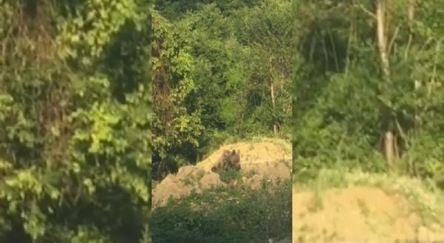 Sinop’ta ormanlık alandaki ayı yiyecek ararken görüntülendi