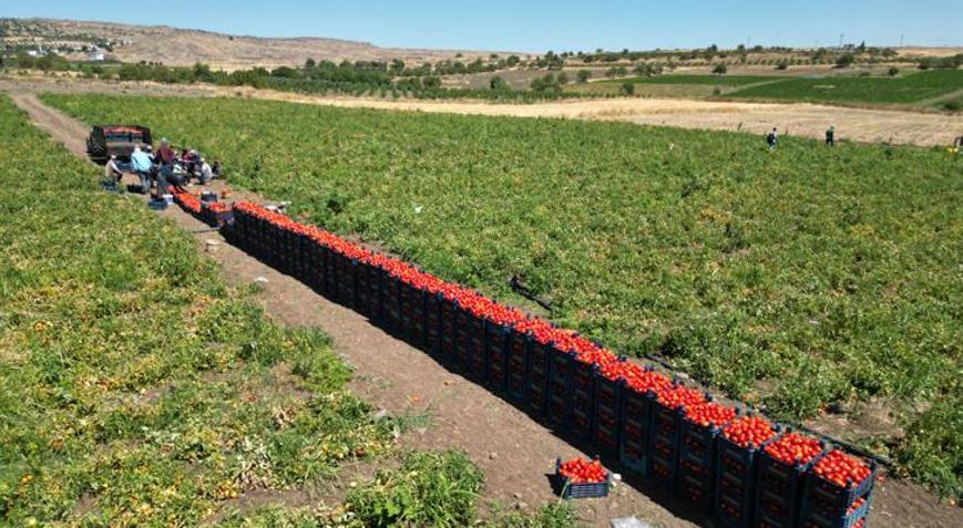 Kavurucu sıcak altında domates hasadı devam ediyor