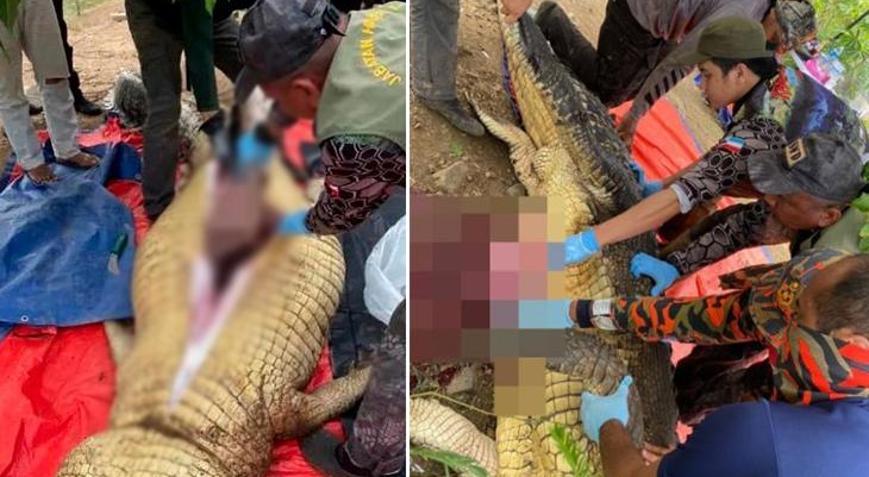 Korkunç son Cesedi timsahın içinden çıkarıldı, ailesi her şeyi izledi