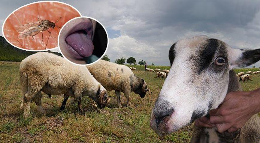 Sineklerden geçiyor, 8-10 günde öldürüyor İnsana bulaşabilir mi Uzmanlar cevapladı