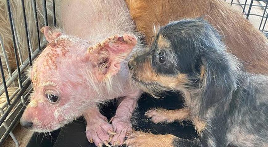 Kapatılan üretim çiftliğinde köpekler ölüme terk edildi