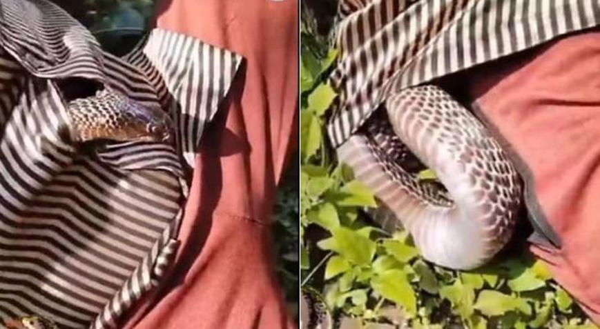 Koynundan yılan çıktı Kan donduran saniyeler