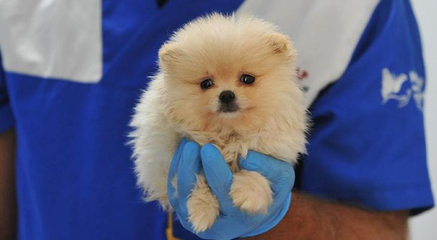 Pomeranian cinsi köpeklere sınırda el konuldu