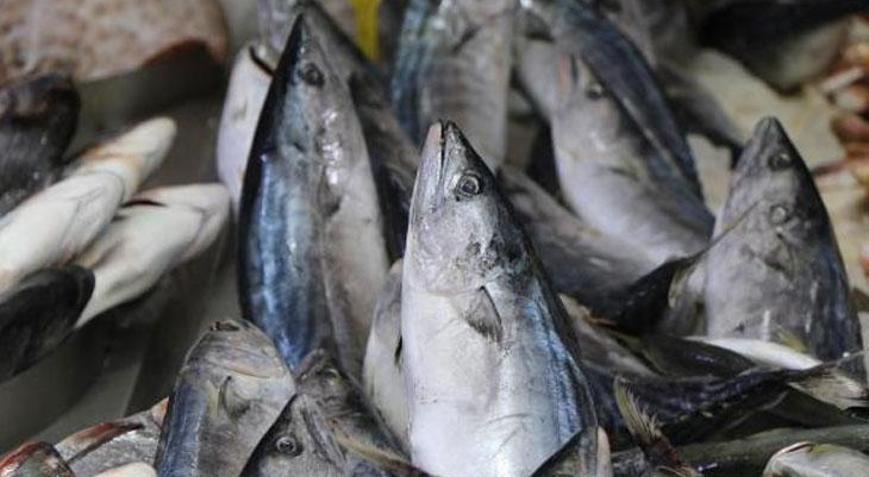 Av sezonu öncesi uyarı: Aşırı sıcaklar balıkların göçünü etkiliyor