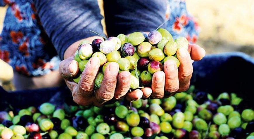‘Zeytinlik alanlarda iklimden hızlı olalım’