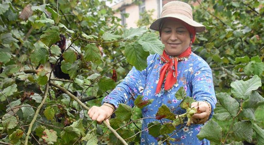 Üreticiler bahçeye girdi: Karadenizde fındık hasadı başladı