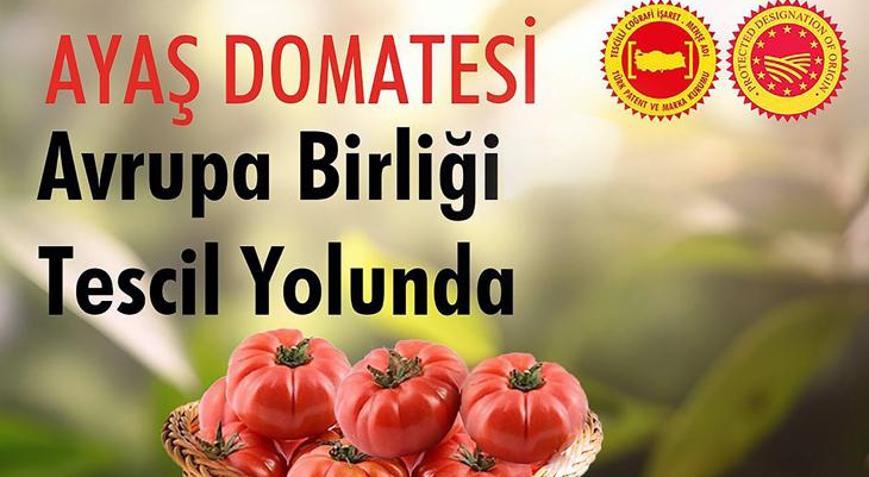 Ayaş domatesinin tescili için son aşamaya gelindi