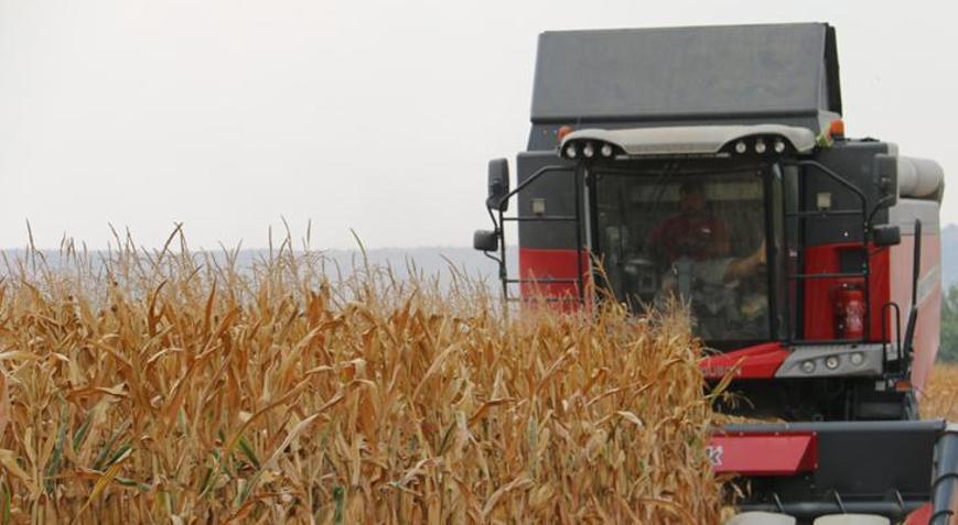 Mısır hasadı başladı, taban fiyat bekleniyor