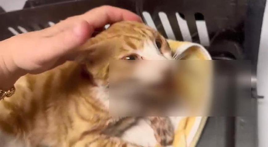 Hande Yener de seferber olmuştu Çenesi kırılan, dili kesilen kedi öldü