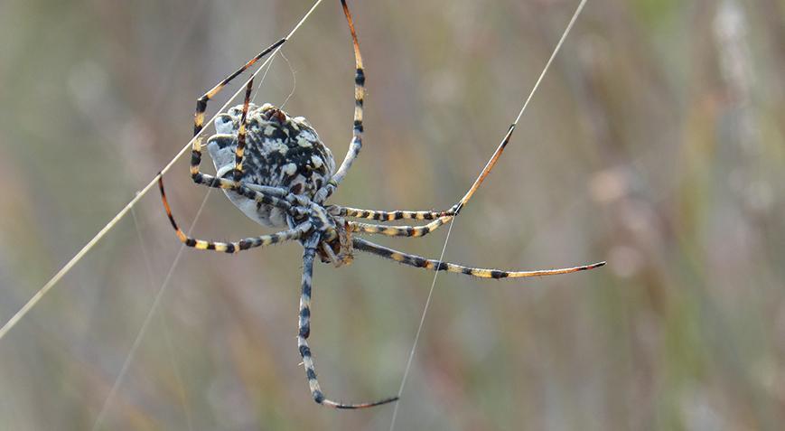 Dünyanın en zehirli örümceklerinden Malatyada argiope lobata paniği