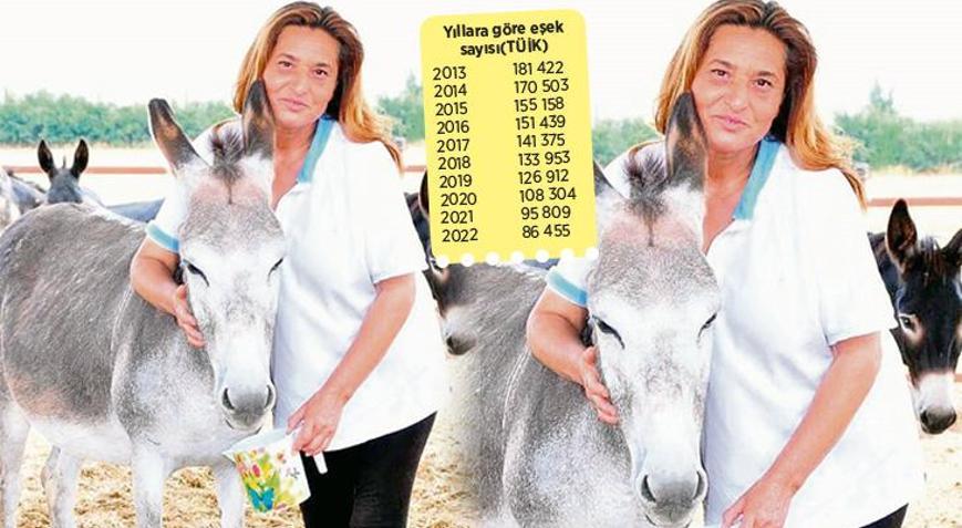 Bu eşekler nereye gitti