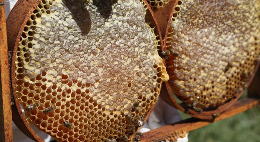 Büyükçekmece’de ilk bal hasadı gerçekleşti
