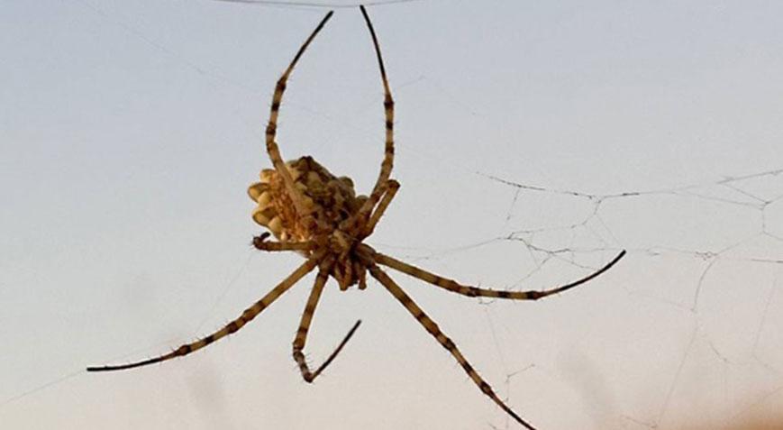 Dünyanın en zehirli örümceklerinden Kırşehirde görüldü