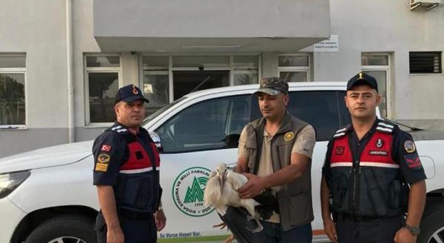 Jandarmanın yaralı bulduğu leylek tedaviye alındı