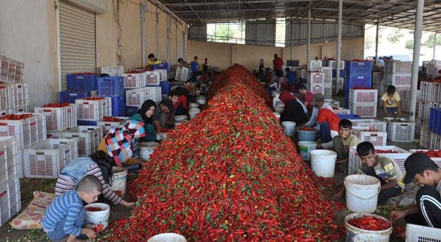 5 bin tarım işçisi çalışıyor Biber temizleyerek geçimini sağlıyorlar