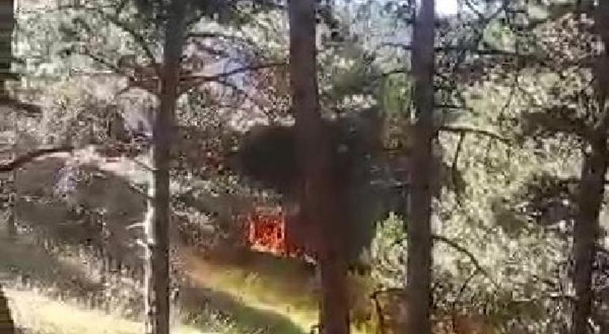 Konyada orman yangını