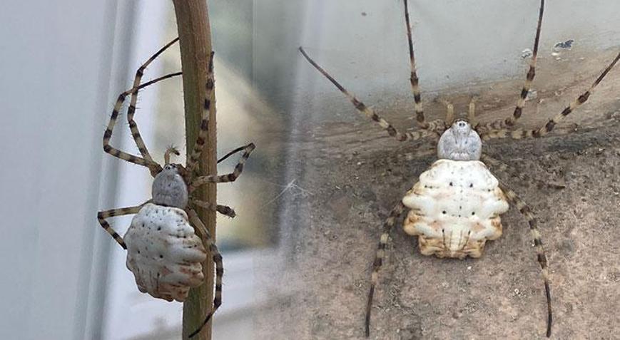 Türkiyenin her tarafında görüldü, korku yarattı Rahatlatan açıklama