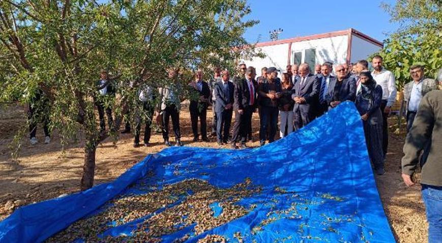 Elazığda badem hasadı