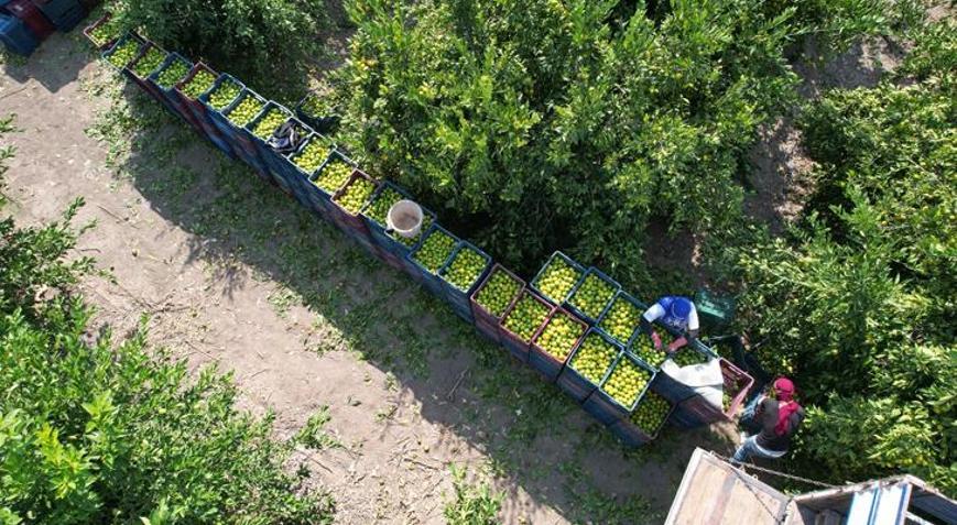 Tüccar ve çiftçiler konuştu İşçi sıkıntısı ortaya çıktı